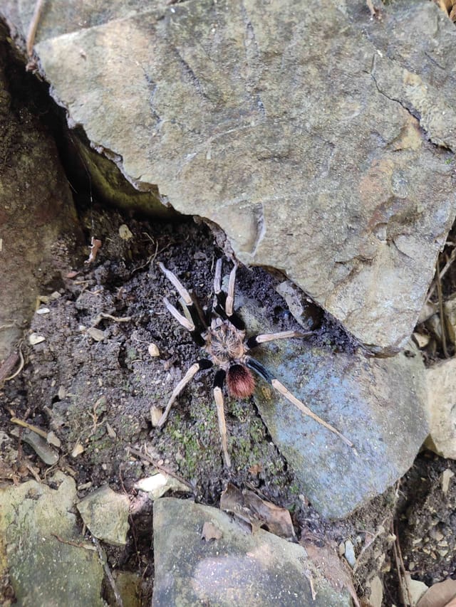 Tarántula Pamphobeteus antinous (Tarántula Goliat Mexicana)